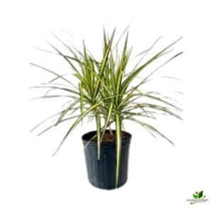 Dracaena Kiwi, Dracaena Marginata (Golden) Plant – With Pot