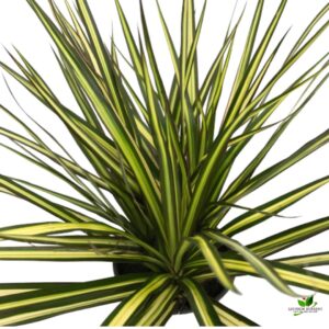 Dracaena Kiwi, Dracaena Marginata (Golden) Plant – With Pot