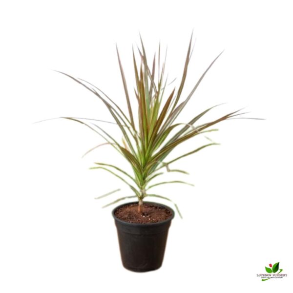 Dracaena Colorama Marginata Plant - With Pot