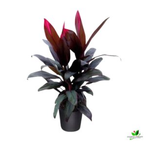 Dracaena Mysore Ruby, Dracaena Baby Doll Plant – With Pot