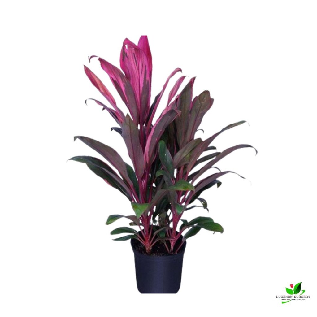 Dracaena Mysore Ruby, Dracaena Baby Doll Plant - With Pot - Online ...