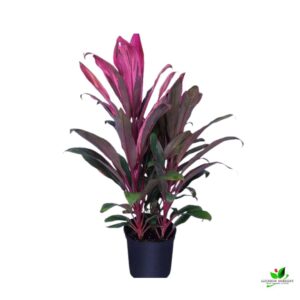 Dracaena Mysore Ruby, Dracaena Baby Doll Plant – With Pot