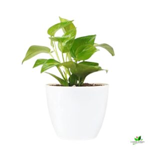 Money Plant, Scindapsus (Green)  – With Plastic Pot