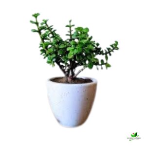 Jade (Good Luck) Plant – With Ceramic Pot