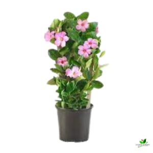 Mandevilla (Pink) Creeper Plant – With Pot