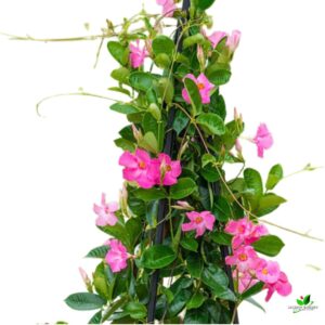 Mandevilla (Pink) Creeper Plant – With Pot