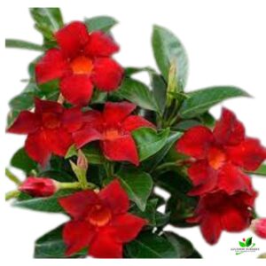 Mandevilla (Red) Creeper Plant – With Pot