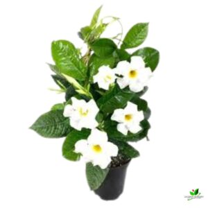 Mandevilla (White) Creeper Plant – With Pot