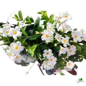 Mandevilla (White) Creeper Plant – With Pot