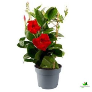 Mandevilla (Red) Creeper Plant – With Pot