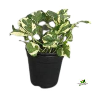 Money plant marble prince, Scindapsus n Joy Plant – With Pot