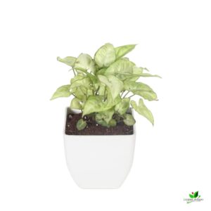 Syngonium podophyllum Silver Pearl Plant – With Plastic Pot