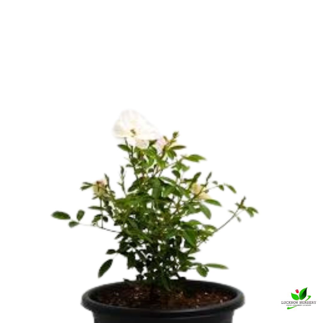 Miniature Rose (White), Button Rose Plant – with Pot