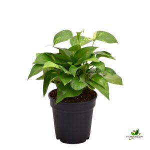 Money Plant, Scindapsus (Green)  – With Pot