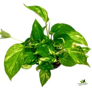 Money Plant, Scindapsus (Green)  – With Plastic Pot