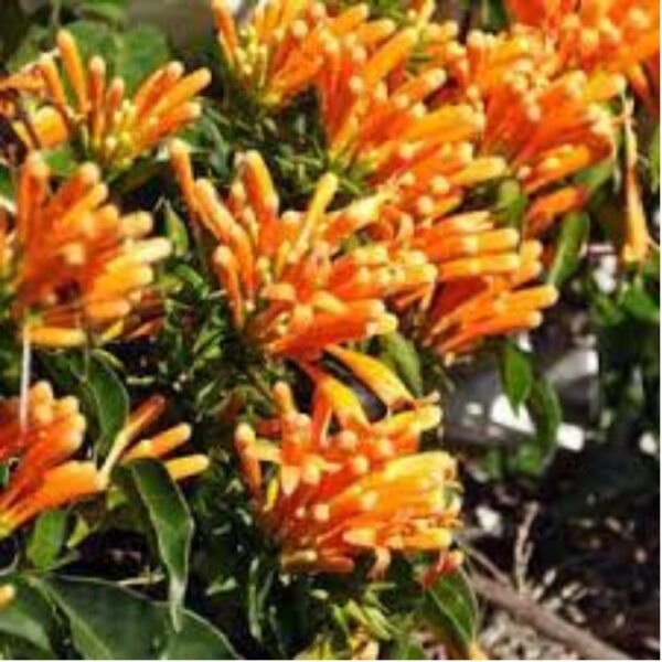 Begonia Venusta (Orange Flame Vine) Plant - With Pot - Image 2