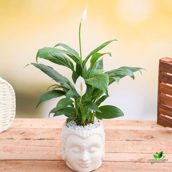 Peace Lily (Spathiphyllum) Plant - with Ceramic Buddha Pot