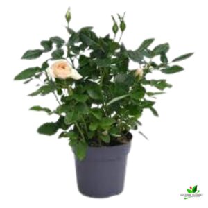 Peach Rose Plant with pot – with Pot