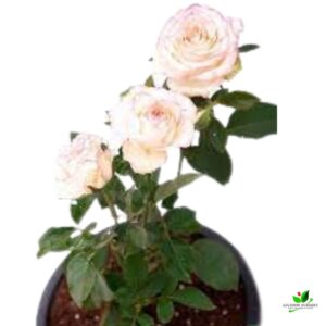 Peach Rose Plant with pot – with Pot