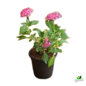 Pentas (Dark Pink) Plant – With Pot