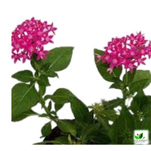 Pentas (Dark Pink) Plant – With Pot