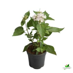 Pentas (White) Plant – With Pot