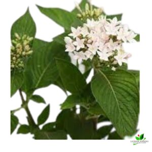 Pentas (White) Plant – With Pot