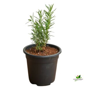 Rosemary Plant – With Pot