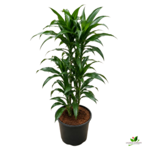 Song Of India (Dracaena Reflexa) Green – With 8 inch Pot