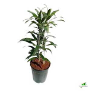 Song Of India (Dracaena Reflexa) Green – With Pot