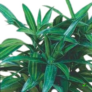 Song Of India (Dracaena Reflexa) Green – With Pot