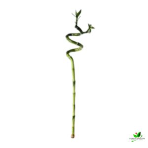 60 cm Spiral Stick Lucky Bamboo Plant