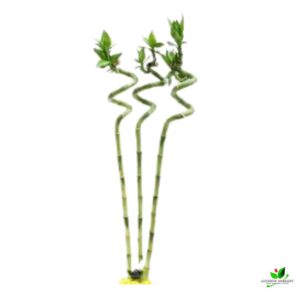 60 cm Spiral Stick Lucky Bamboo Plant – (Pack of 3)