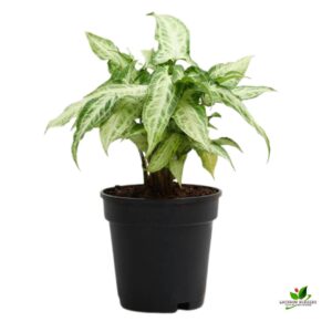 Syngonium podophyllum Mini Pixie Plant – With Pot