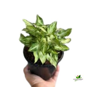 Syngonium podophyllum Mini Pixie Plant – With Pot