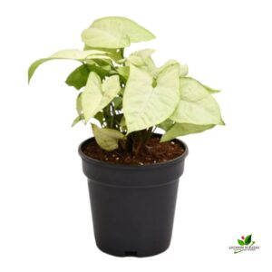 Syngonium podophyllum Silver Pearl Plant – With Pot