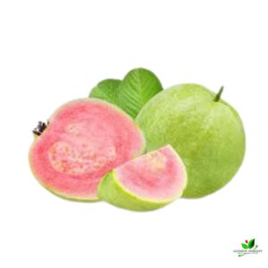 Taiwan Pink Guava, Amrud Plant – With Pot