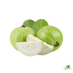 Taiwan White Guava, Amrud Plant – With Pot