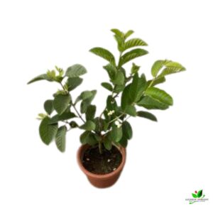 Taiwan White Guava, Amrud Plant – With Pot