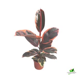 Rubber Plant Variegated- With Pot