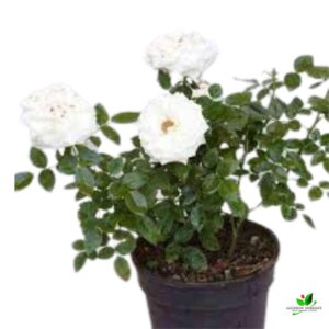 Miniature Rose (White), Button Rose Plant – with Pot