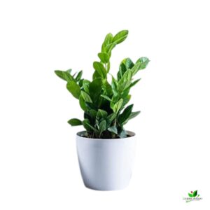 Green ZZ (Zamioculcas Zamifolia) Plant – With Plastic Pot