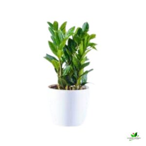 Green ZZ (Zamioculcas Zamifolia) Plant – With Plastic Pot