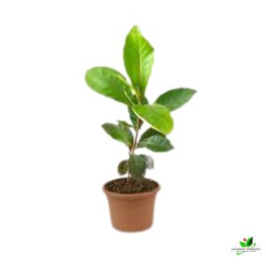 Indian Almond Tree (Badam Tree), Terminalia catappa Plant – With Pot