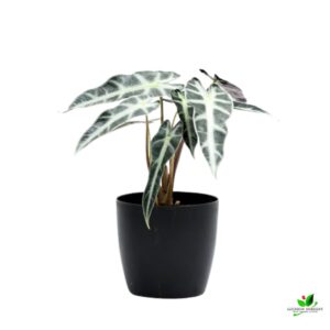 Alocasia Hybrid Plant – With Pot