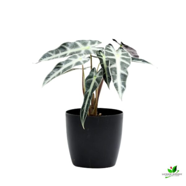 Alocasia Hybrid Plant - With Pot