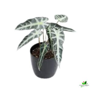 Alocasia Hybrid Plant – With Pot