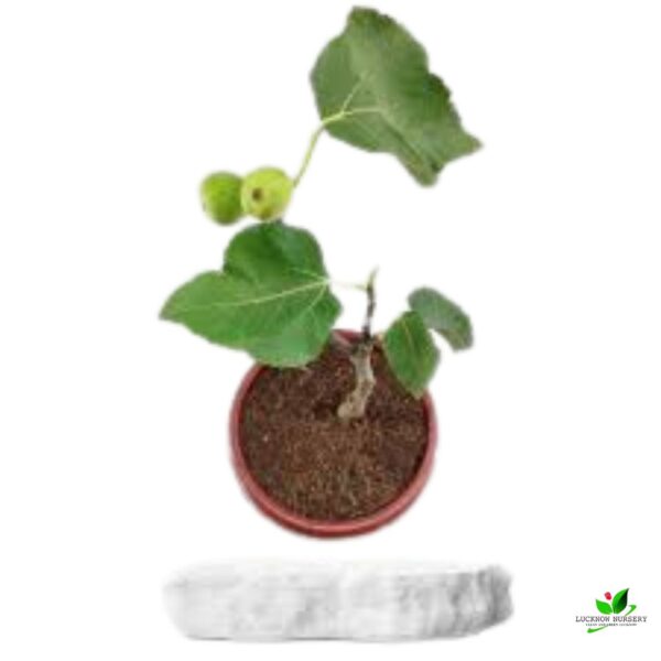 Anjeer Fruit, Common Fig Fruit, Fig Tree Plant - With Pot - Image 3