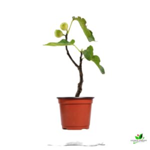 Anjeer Fruit, Common Fig Fruit, Fig Tree Plant – With Pot