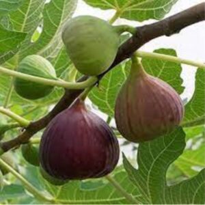 Anjeer Fruit, Common Fig Fruit, Fig Tree Plant – With Pot